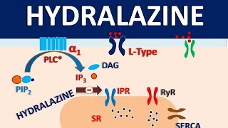 Hydralazine  How it acts as vasodilator [upl. by Dera296]