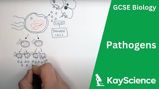 Pathogens Bacteria Viruses Fungi amp Protists  GCSE Biology  Kaysciencecom [upl. by Lissie335]