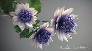 Sugar Astrantia Tutorials [upl. by Utas]