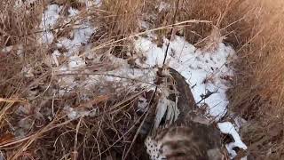 Falconry Red Tailed Hawk awesome flight on a rabbit [upl. by Loren57]