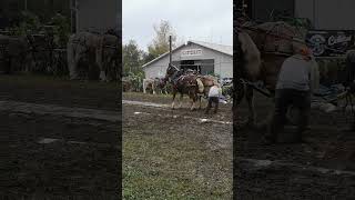 Horses pull 3000 pounds [upl. by Madelena658]