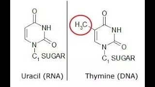 Why thymine is present in DNA instead of Uracil [upl. by Ennaecarg63]