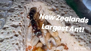 Dracula Ants New Zealands Largest Ant An Ant Collection Update [upl. by David]