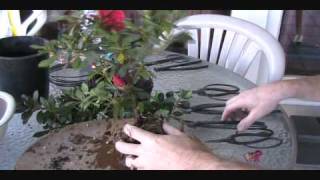 How To Create an Azalea Bonsai From a Nursery Plant [upl. by Athalee711]