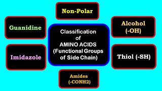 Classification of amino acids  Side chain having indole imidazole phenol thiol guanidine [upl. by Stricklan255]