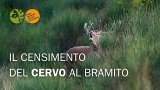 Il CENSIMENTO del CERVO al BRAMITO nel PARCO  Unindagine che va oltre il dato scientifico [upl. by Hgielek]