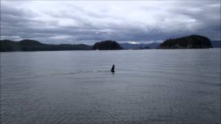 Mackay Whale Watching Tours Port McNeill BC [upl. by Zakaria]