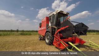 Camelina  Biofuel for your farm [upl. by Letitia]