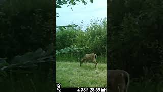 7 Point Deer Walking Down the Trail [upl. by Serene]