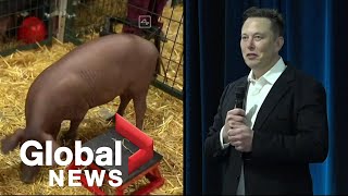 Elon Musks Neuralink venture unveils pig with computer chip in brain [upl. by Nomde]