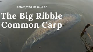 River Ribble Carp The Big Common Tribute [upl. by Caras456]