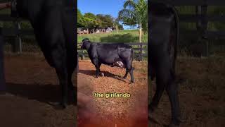 ❤️ GIROLANDO Dairy Cows Meet This Incredible Breed cow cattlefarm dairy [upl. by Yebot]