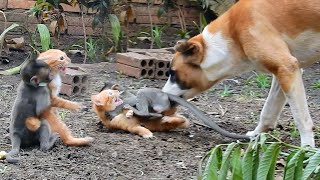 My god monkey SweetPea protect kitten from the dog but kitten is angry with SweetPea [upl. by Serdna]