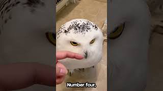 LongEared Owl Facts That Will Blow Your Mind [upl. by Shanly855]