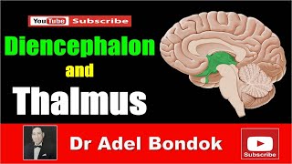 Diencephalon and Thalamus Dr Adel Bondok [upl. by Alaj]