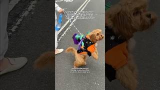 🥳 DAY PARTY VLOG on Crown Street in Sydney Australia 🇦🇺 So Many Doggos 🐶 [upl. by Nojed382]