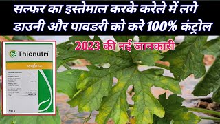 Karele me powdery  करेला में डाउनी पाउडरी का इलाज  Downy mildew disease  powdery mildew [upl. by Troth]