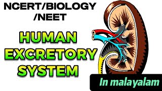 EXCRETORY PRODUCTS amp THEIR ELIMINATION NCERTNEETBIOLOGYCLASS XI IN MALAYALAM [upl. by Pietro828]