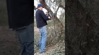 PODANDO BROTES DE UN OLIVOolivo olivertree podar nature pruning [upl. by Diann782]