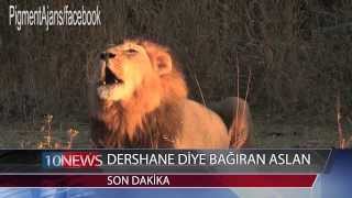 DERSHANE DİYE BAĞIRAN ASLAN [upl. by Rodney]