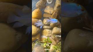 Ram cichlids breeding pair 😍🥰 viralvideo shorts [upl. by Agle257]