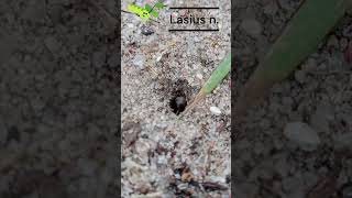 🐜 Ant Queen Digs Her First Nest 🕳️  Lasius n in Macro [upl. by Good]