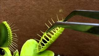 How to Feed Freeze Dried Bloodworms to a Venus Flytrap [upl. by Eibo868]