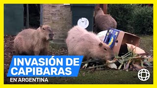 Invasión de capibaras en Argentina [upl. by Avrit]