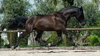 NOVELISTA SU  SPANISH HORSES FOR DRESSAGE SUSAETA STUD [upl. by Eizzik]