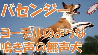 【バセンジー】活発でヨーデルのような鳴き声の無声犬 [upl. by Fletcher]