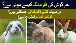 Is Rabbit Farming Really Profitable A Complete Guide to Rabbit Farming – Rabbit Farming Pakistan [upl. by Kelwin]