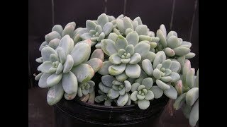 20 ESPÉCIES DE SEDUM PARA IDENTIFICAÇÃO [upl. by Doniv]