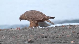 Gyrfalcon [upl. by Ydisahc69]