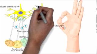 Expanded receptive fields after sensitization at DH [upl. by Mata]