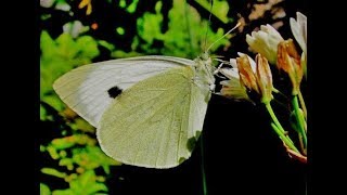 Large white  Cabbage butterfly  Pieris brassicae  Cyprus [upl. by Aan]