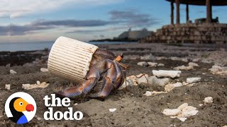 Guy Finds Hermit Crabs Living In Plastic And Offers Them New Shells  The Dodo [upl. by Aiva]