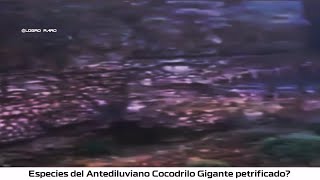 Cocodrilo Gigante Petrificado ⬛Antediluviano yo Prehistórico [upl. by Stalker]