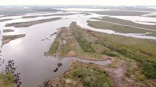 Biesbosch Werkendam [upl. by Ahsinik]