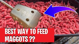 Is This The Best Way To Feed Maggots  Guru Inline Maggot Feeder Review [upl. by Olemrac]