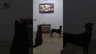 Capsi  Juicy enjoy watching TV 📺😎 watchingtv juicy capsi animalplanet cutepets 💞 [upl. by Nonnac]