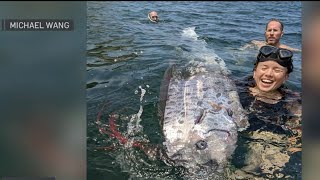 Sea serpent — aka oarfish — surprises snorkelers in La Jolla  NBC 7 [upl. by Acireed]