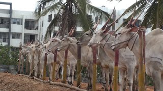 Varthur santhosh preparing hallikar cattle for cattle fair [upl. by Monteith]