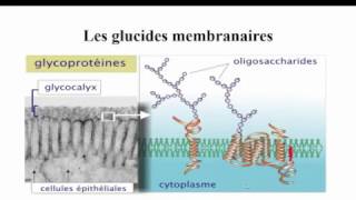 les glucides membranaires [upl. by Noiemad]