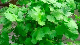 How to grow Dhaniya  धनिया  Cilantro  Coriander at home  in hindi [upl. by Boris239]