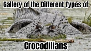 Gallery of the Different Types of Crocodilians [upl. by Eixid120]