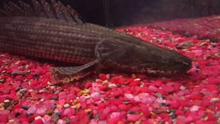 Guinean Lapradei Bichir [upl. by Ayom376]