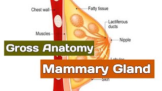 Anatomy of the Mammary Gland  Breast  Relation Blood supply lymphatic drainage  AnatomyHub [upl. by Aneetsirk]