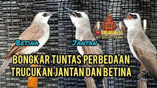 9 FaktaMitos Perbedaan Trucukan Jantan Dan Betina [upl. by Auoy441]