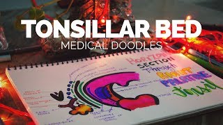 Tonsillar bed  Anatomical Doodling 2017 [upl. by Nitsir]