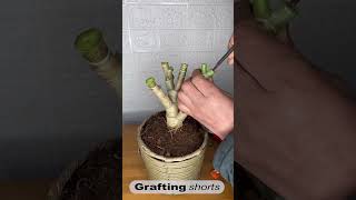 Jade tree grafting l grafting shorts [upl. by Ahsitan]